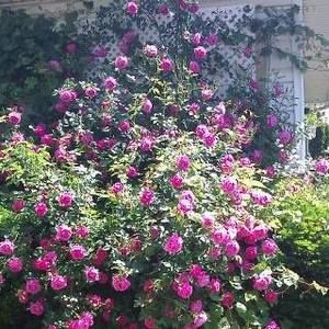 Meet your Posher, Debbie